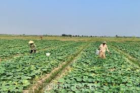 Tăng cường chỉ đạo sản xuất nông nghiệp vụ Đông năm 2024-2025